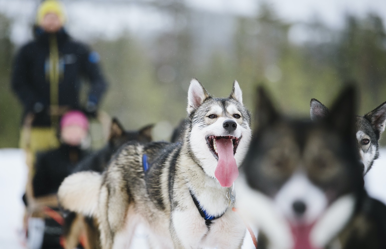 trineo de huskies rovaniemi